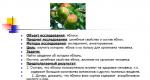 Apple in mythology and Russian folklore More than ten thousand cultivars in Russia