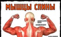 Back exercises in the gym photos and videos