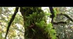 Plants epiphytes where they grow