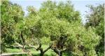 Features of growing chekalkin walnut in the suburbs Cultivation and care